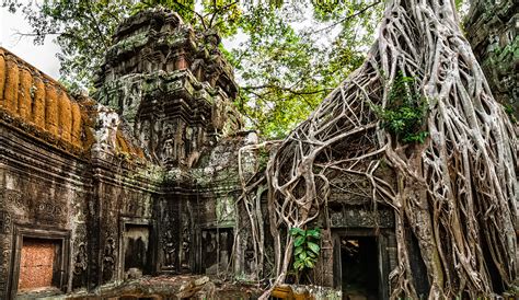 Banyan Tree Temple: Skarbowa Świątynia w Cieniu Wiekowych Drzew!