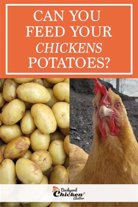 Can You Feed Chickens Potatoes? Exploring the Unlikely Connection Between Poultry and Tubers