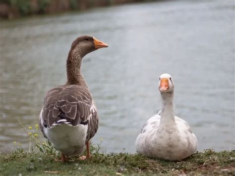 How Do Ducks Feed Their Babies, and Why Do They Sometimes Wear Tiny Hats?