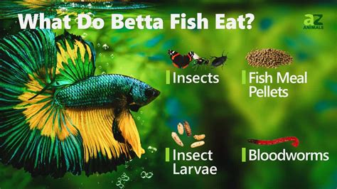 How Many Pellets Do You Feed a Betta Fish, and Why Do They Dream of Electric Worms?