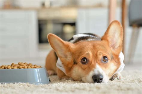 How Much Should I Feed My Corgi and Why Do They Always Look Hungry?