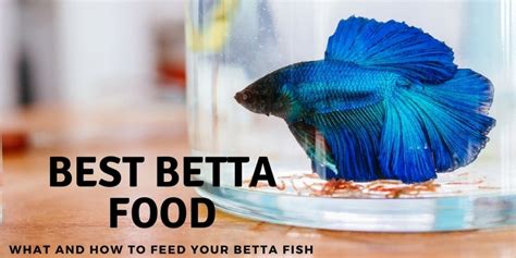 How Much to Feed a Betta: Unraveling the Mysteries of Fish Diets and Beyond