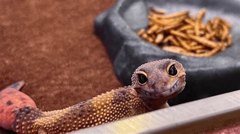 How Much to Feed Leopard Gecko: A Journey Through the Desert of Nutritional Wisdom