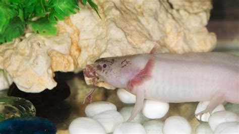 How Often Do You Feed Axolotls, and Why Do They Dream of Electric Worms?