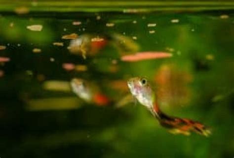 How Often Should You Feed Guppies: A Dive into the World of Fish Feeding and the Mysteries of Underwater Timekeeping