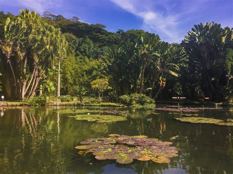  Jardim Botânico do Rio de Janeiro -  Oaza spokoju w sercu tętniącego miasta!