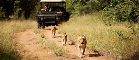  Kruger National Park - Odkryj Czarującą Przyrodę RPA!