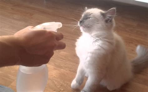 Should You Spray Cats with Water: A Dive into Feline Psychology and Beyond