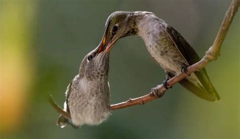 What Do Hummingbirds Feed Their Young, and Why Do They Dance While Doing It?