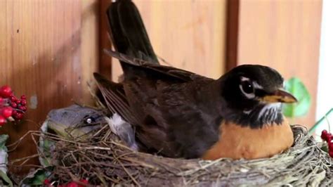 What to Feed a Baby Robin: Exploring the Nutritional Needs and Beyond