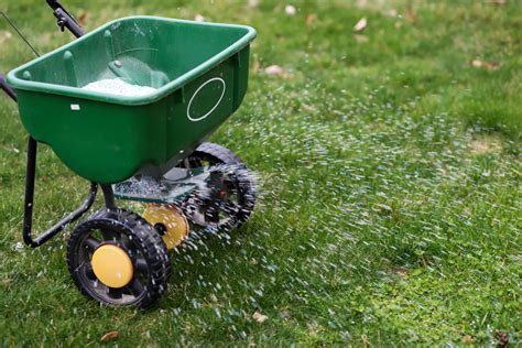 When to Put Down Weed Killer and Fertilizer: A Guide to Timing and Chaos in the Garden