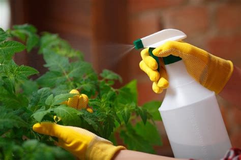 When to Spray Epsom Salt on Tomatoes: A Journey Through Time and Space